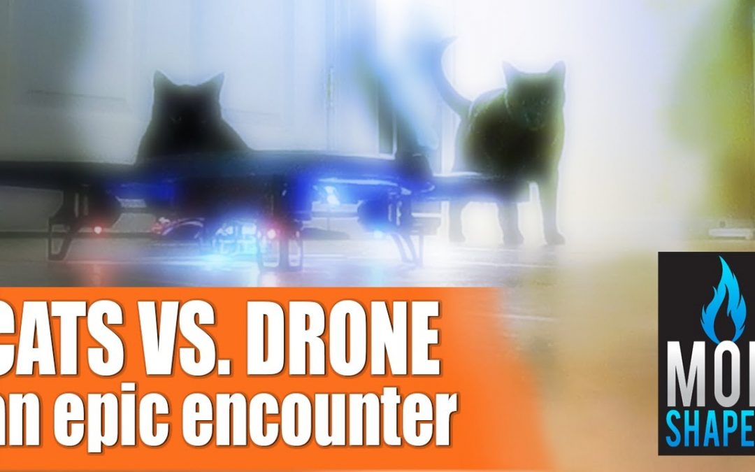 Cats Vs. Drone!  An Epic Encounter…